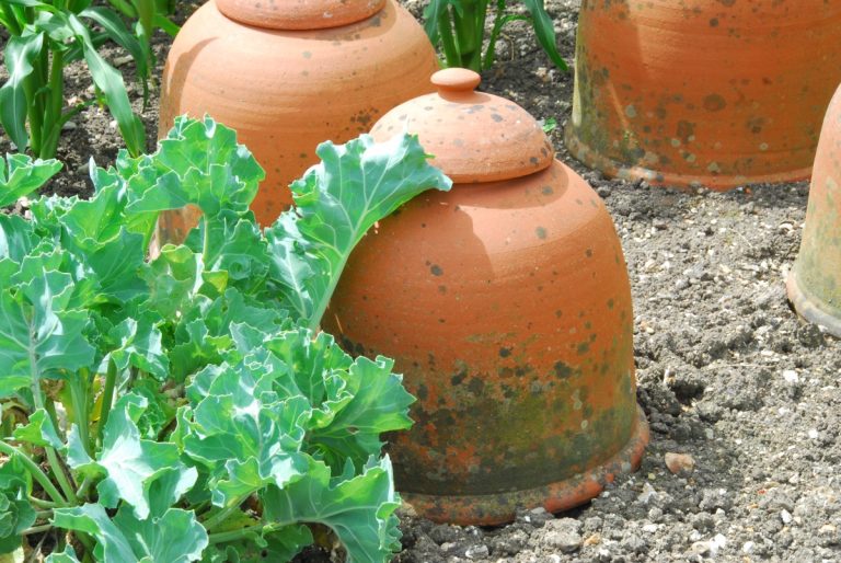 Crambe maritima in de moestuin van West Dean