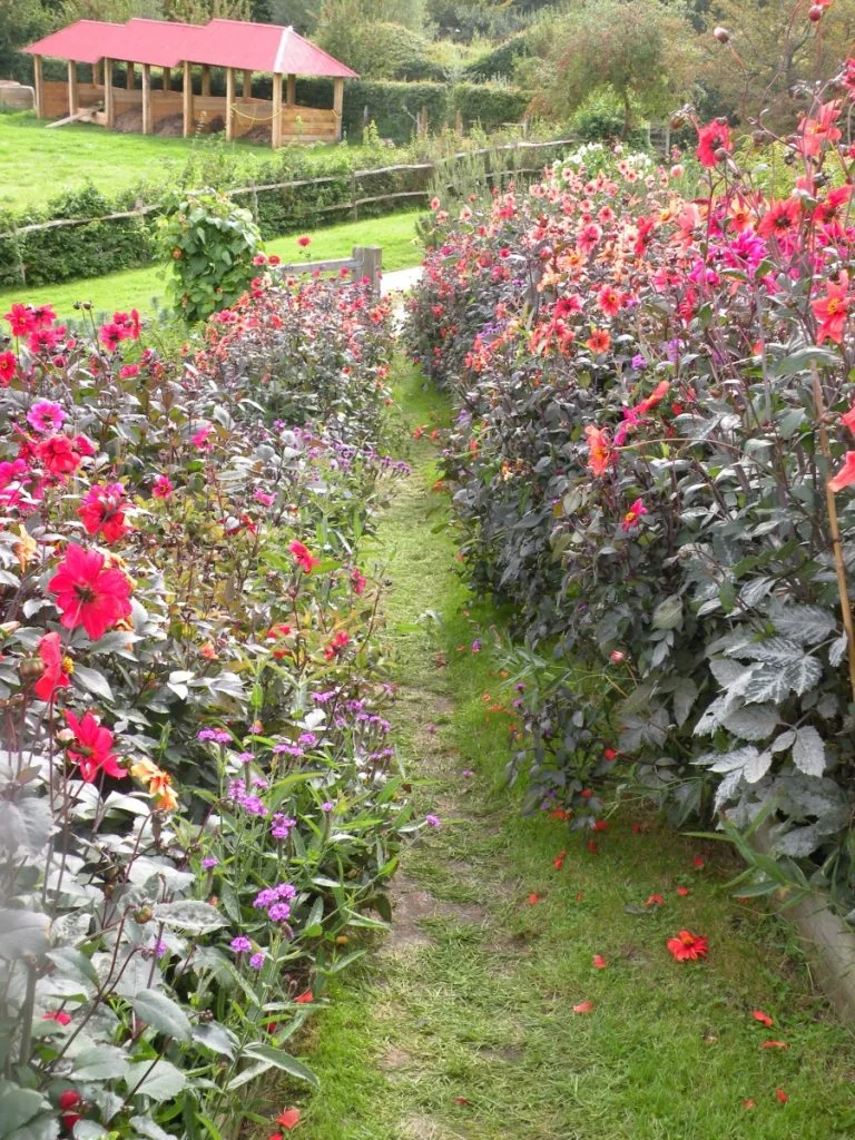 Op bloemenreis met Marieke Nolsen