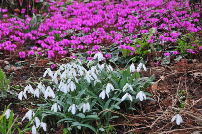 Sneeuwklokkenreis Cotswolds