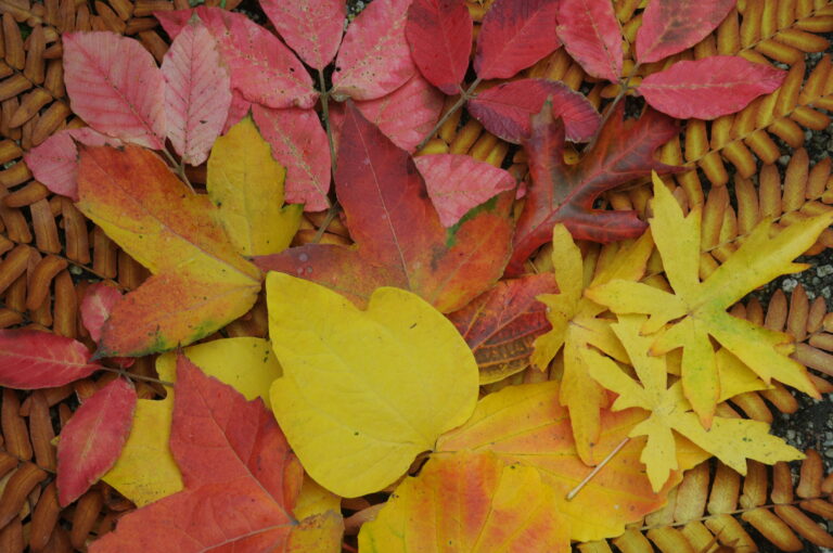 Kent & Sussex in herfstkleuren