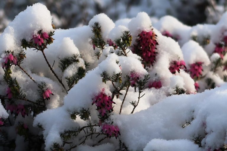 Wintersfeer in Kent & Sussex